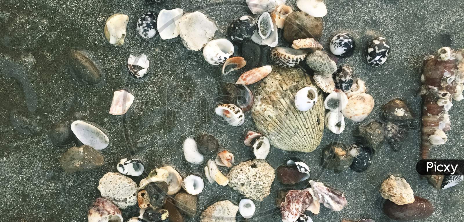 White And Colorful Sea Shells On Beach With Grey Sand.Clams On Beach Sand