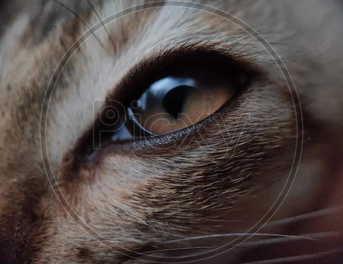 Macro of cat's eye