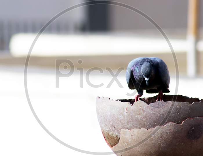 Single Pigeon Sitting On Pot For Drinking Water With Blur Background