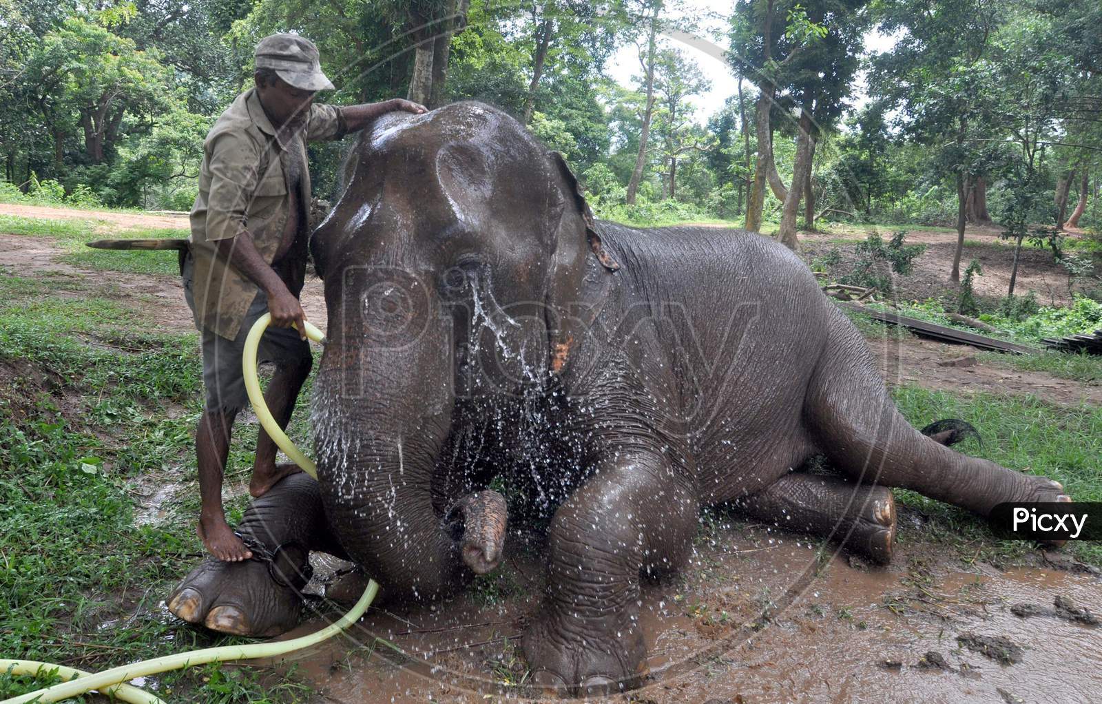 A Zookeeper Sprinkles Water On An Elephant As Mercury Rises In The City, At Assam State Zoo In Guwahati, Monday, Aug. 10, 2020. .