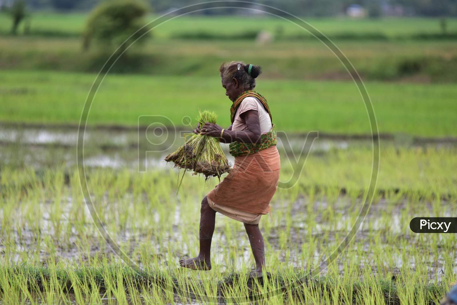 A Farmer Works In A Field At A Village In Nagaon District Of Assam On August 08,2020.