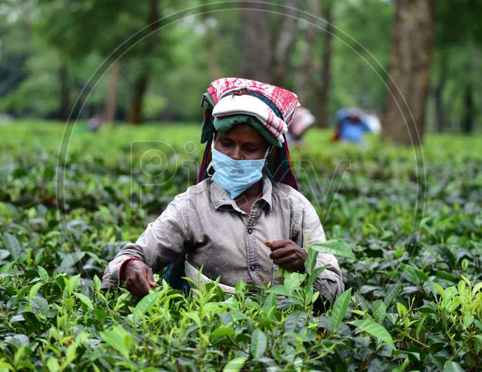 Farmers Wearing Face Masks Pick Tea Leaves  At A Tea Estate In Nagaon District Of Assam On August 8, 2020.