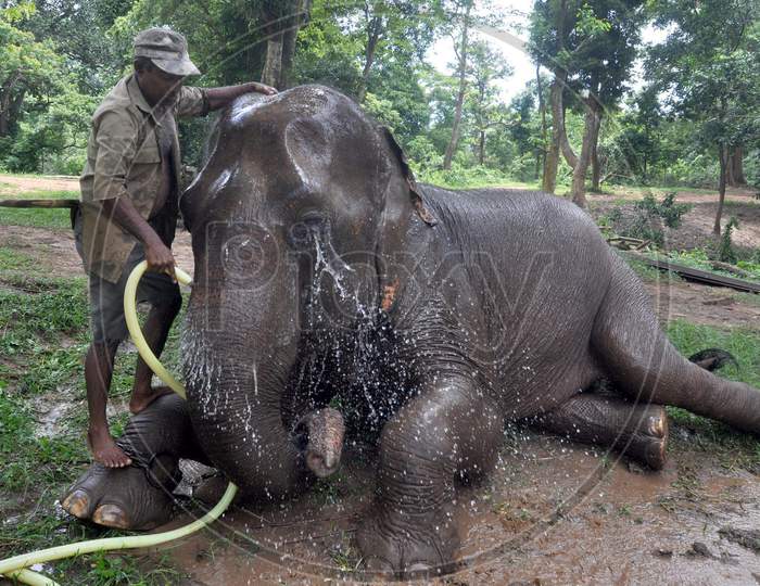 A Zookeeper Sprinkles Water On An Elephant As Mercury Rises In The City, At Assam State Zoo In Guwahati, Monday, Aug. 10, 2020. .