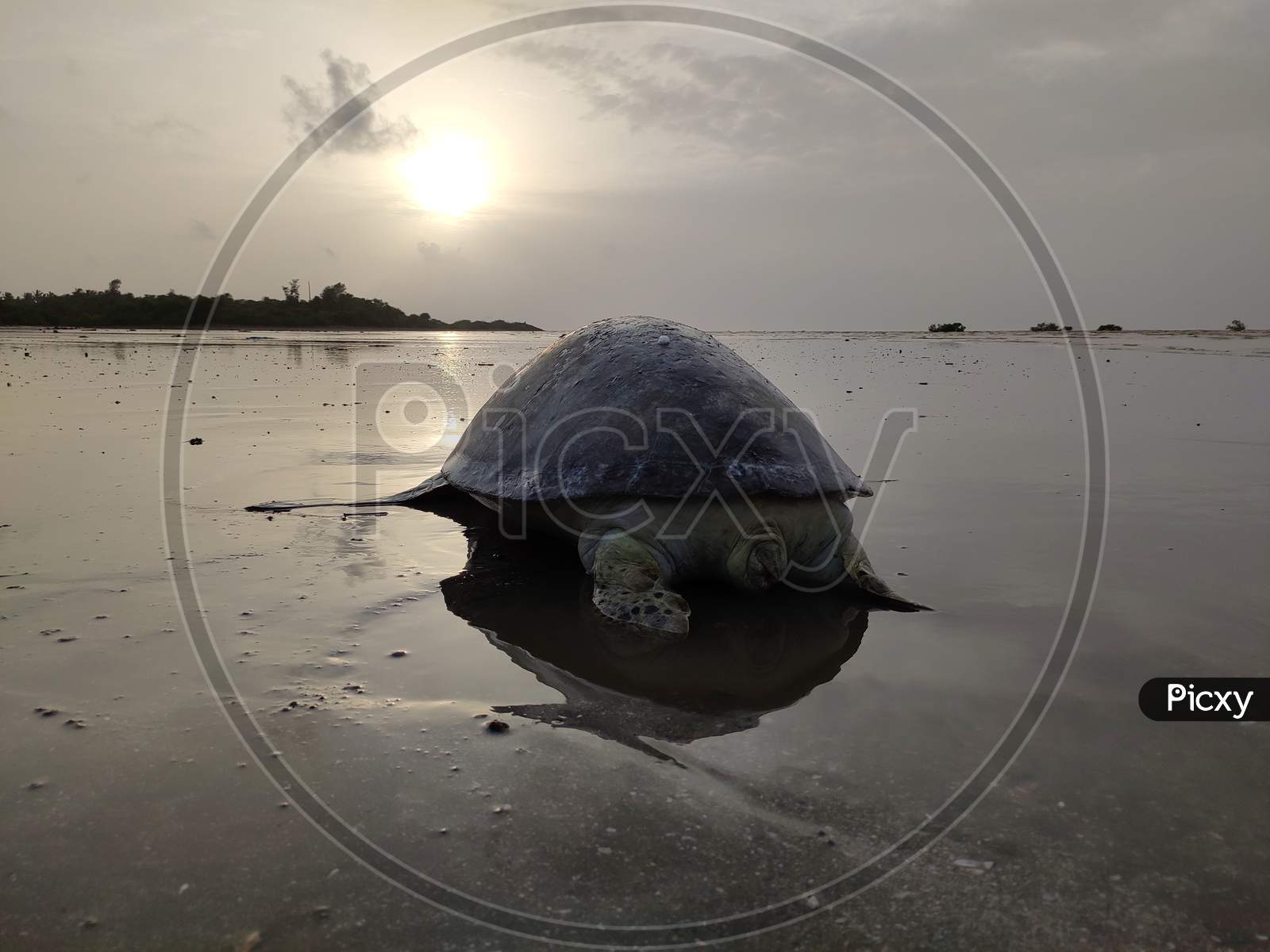 Tortoise die in Indian Ocean, Fansa-gujarat, umargam on 9 August