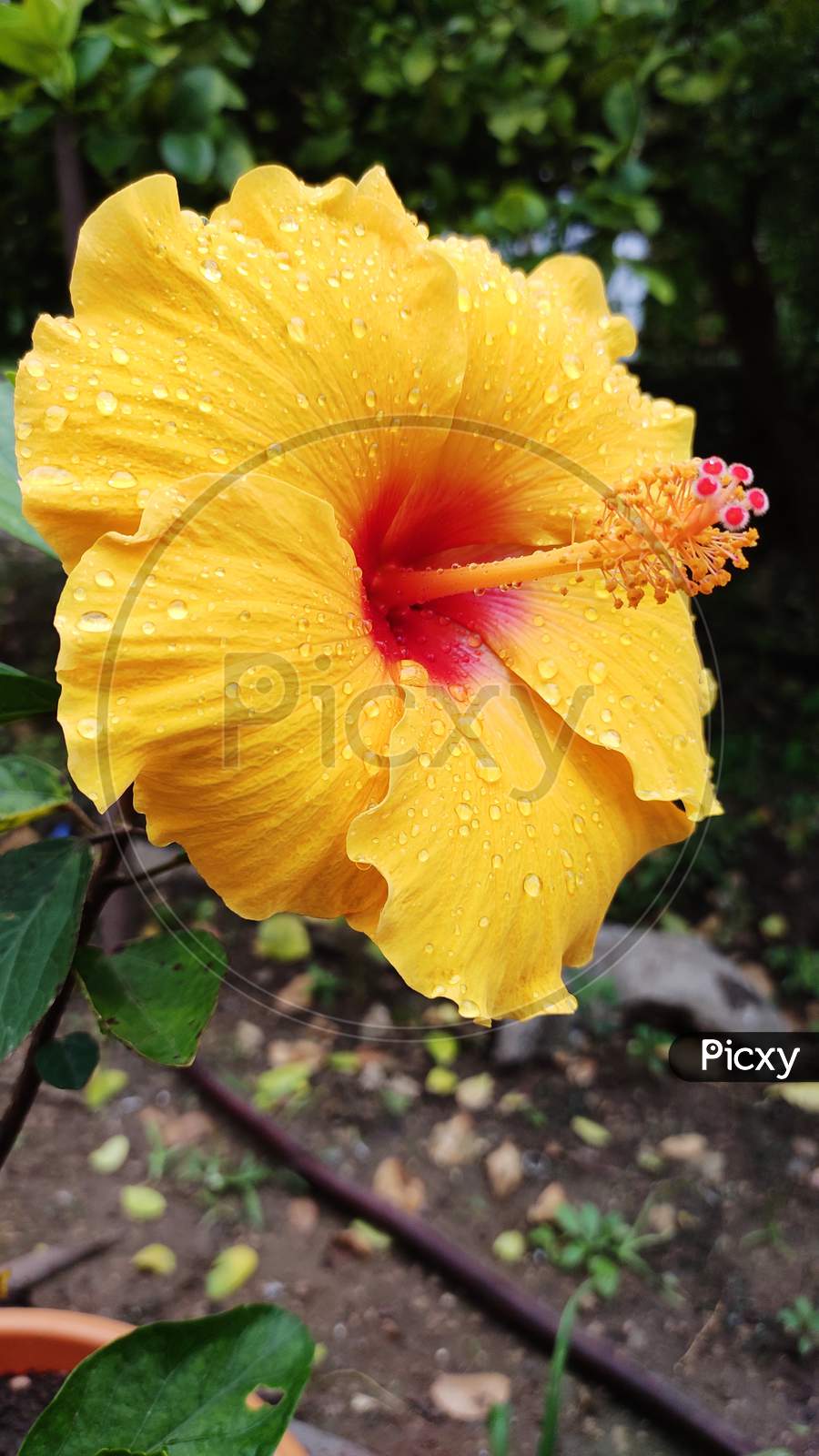 Yellow Hibiscus Flower with Raindrops