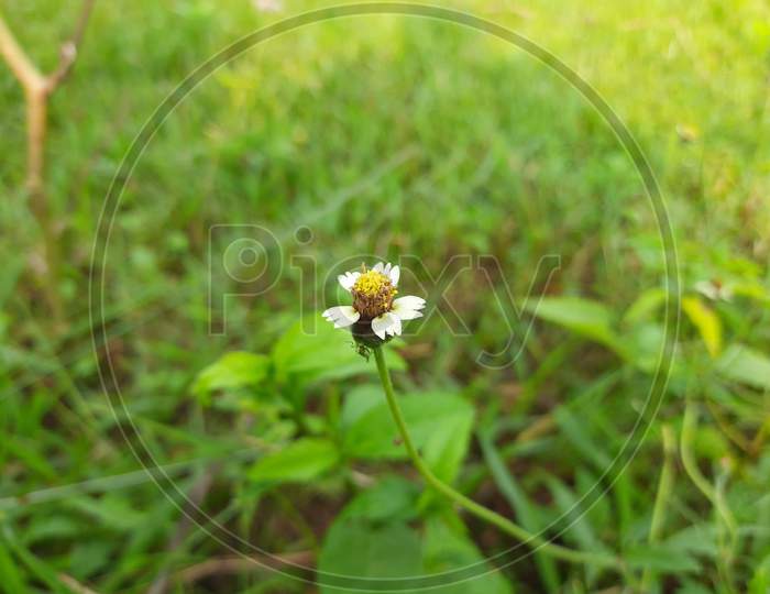It is flower of Tridax procumbens.