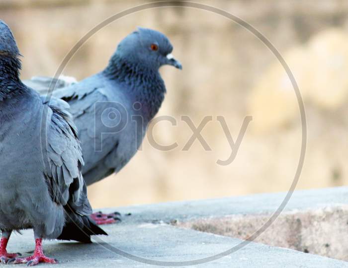 Pigeon Couple Sitting On Wall With Blur Background