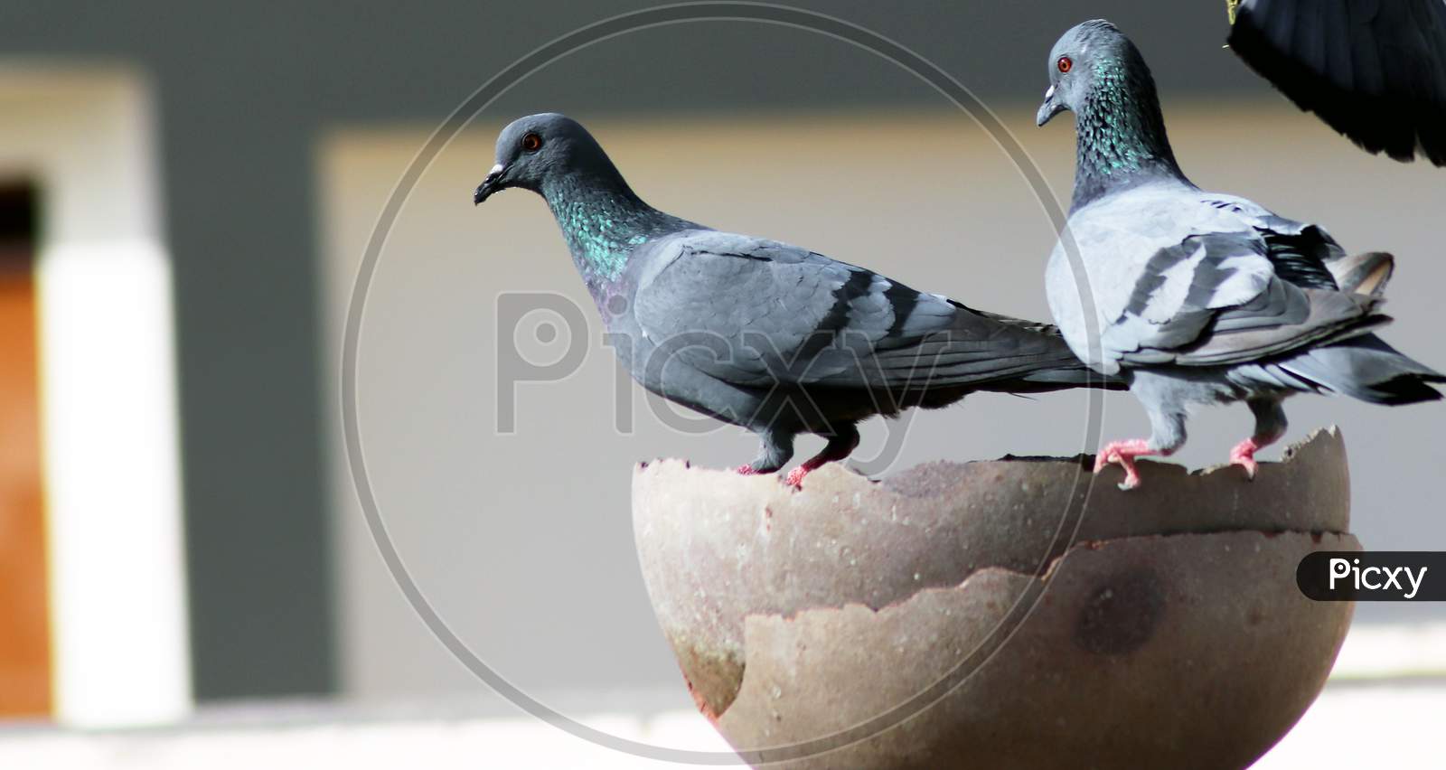 Thirsty Pigeons Group Sitting On Pot For Drinking Water
