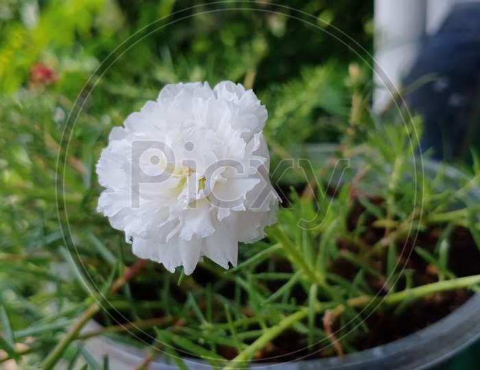 White 10'o clock flower