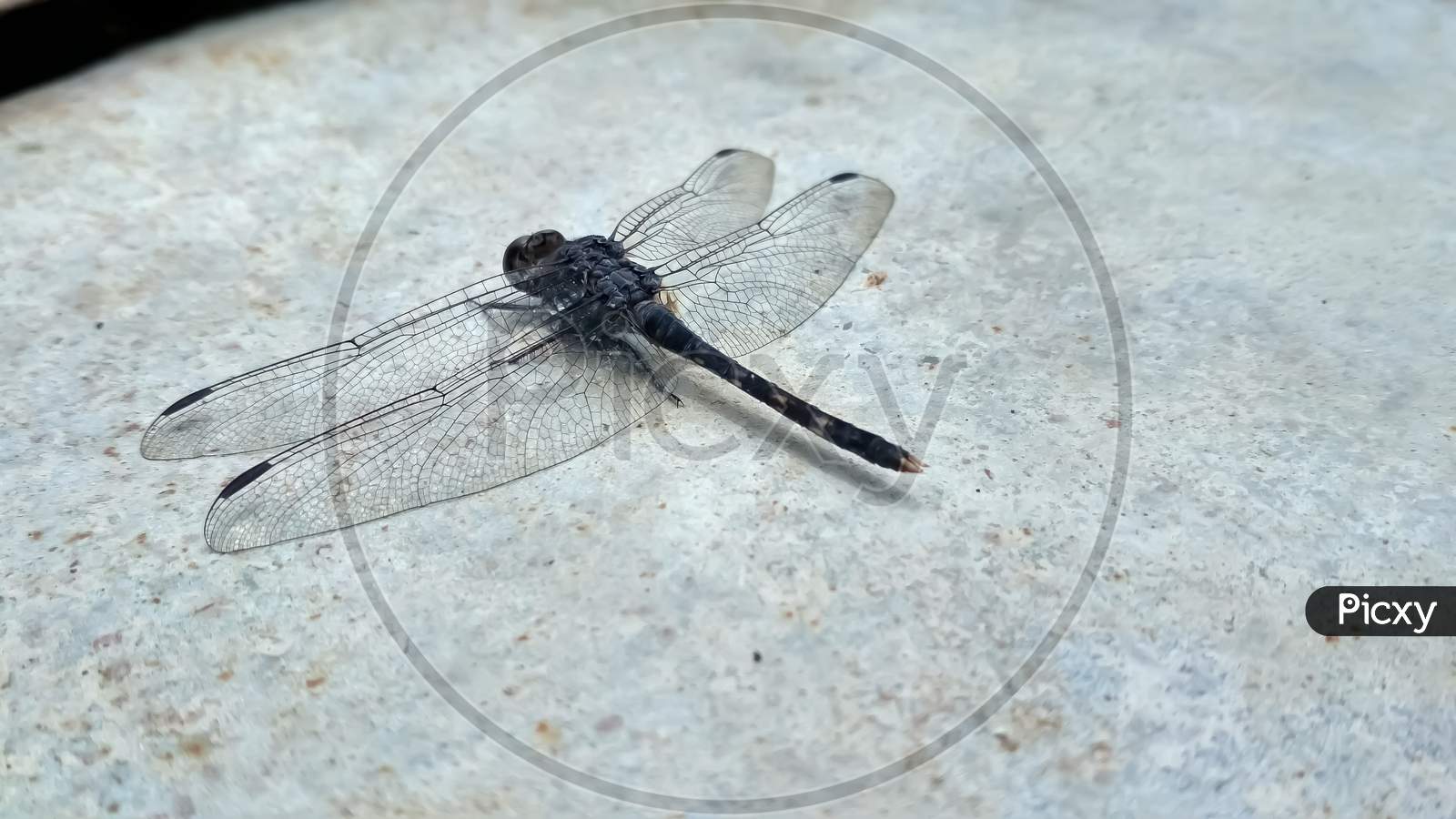 Dragonfly closeup photo.