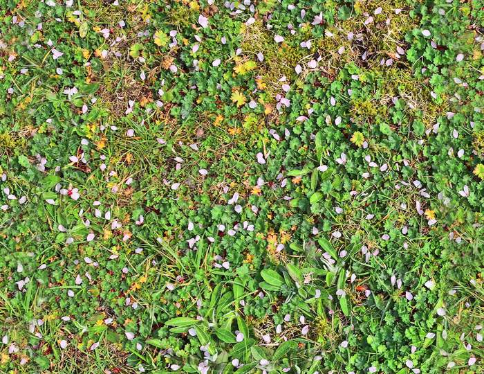 Photo Realistic Seamless Grass Texture In Hires With More Than 6 Megapixel In Size