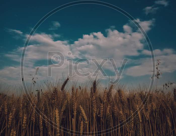 Wheath field with cloudy sky