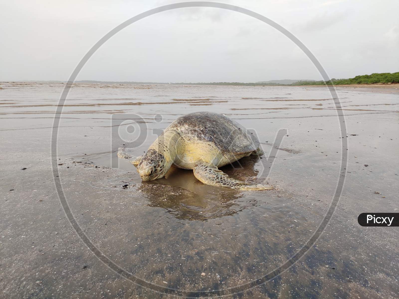 Tortoise die in Indian Ocean, Fansa-gujarat, umargam on 9 August