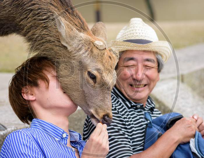 Tourist Feeding Deer Crackers (Shika-Senbei) To Deer In Nara Park, Japan