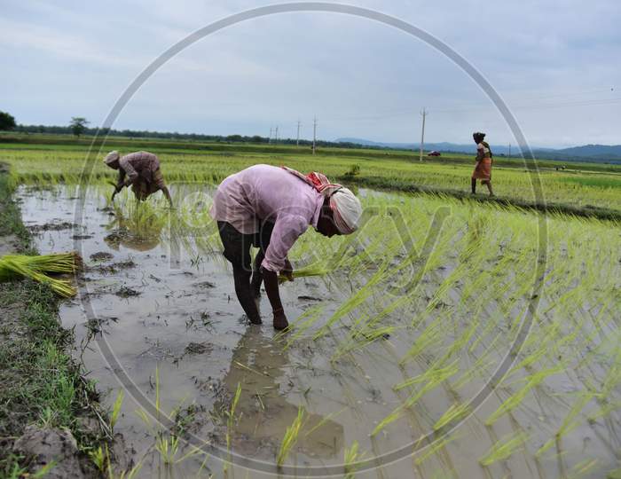 Farmers Work In A Field At A Village In Nagaon District Of Assam On August 08,2020.