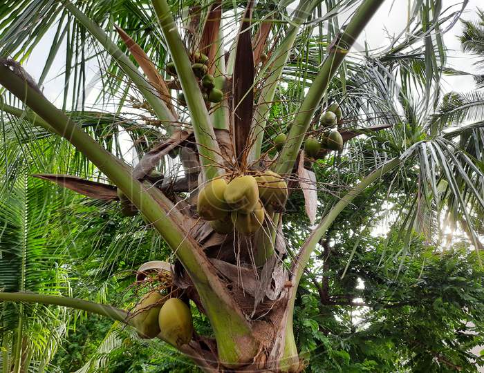 Red coconuts in coconut tree