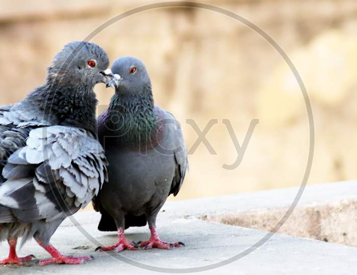 Pigeon Couple Sitting On Wall And Kissing Breeding With Blur Background