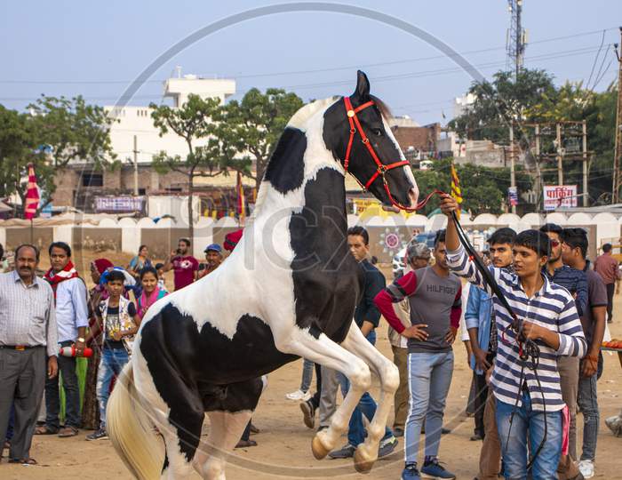 11 December 2019 Pushkar Rajesthan, India .Man Controlling Rearing Horse At Pushkar Camel Fair, India.