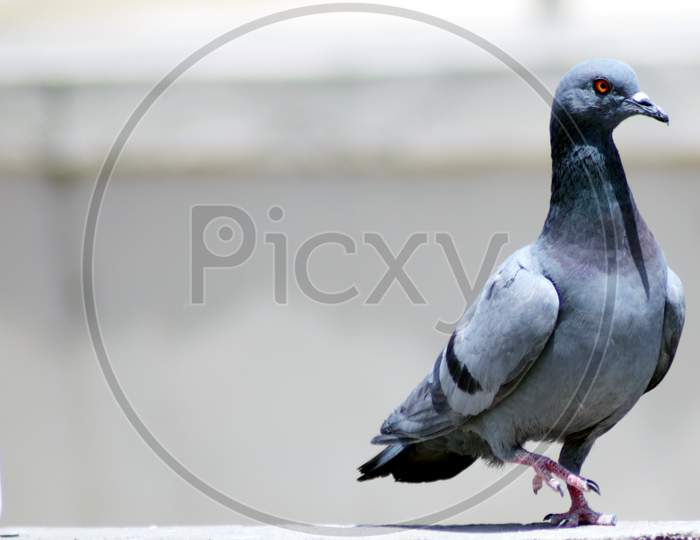Portrait Of Grey Pigeon Up Neck And Running With Blur Background