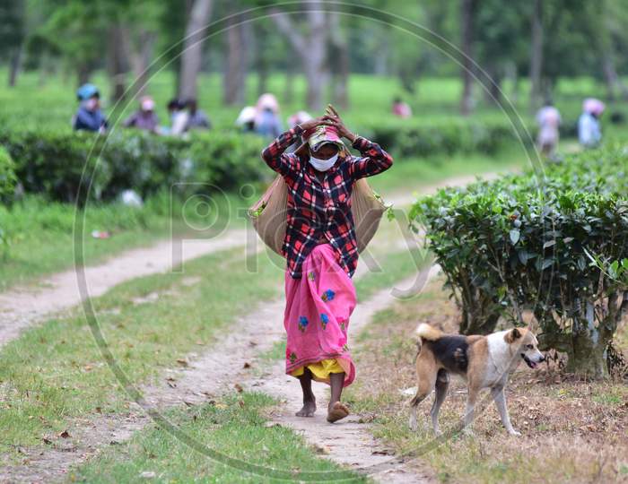 Women Carry Tea Leaves To Weigh At A Tea Estate In Nagaon District Of Assam On August 8, 2020.