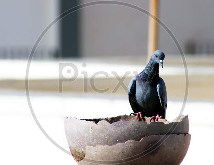 Single Pigeon Sitting On Pot For Drinking Water With Blur Background