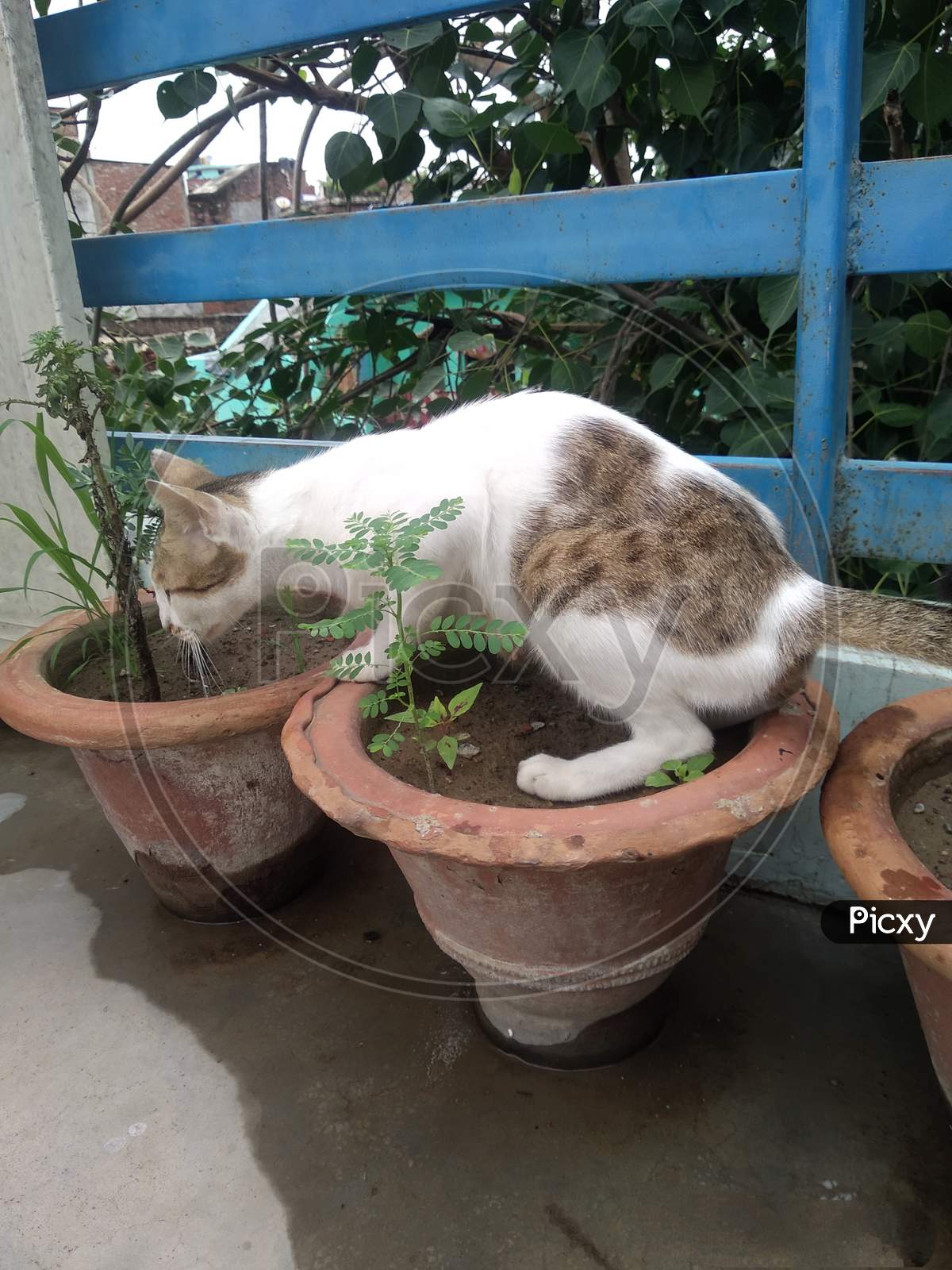 A cat sitting on a flower pot.