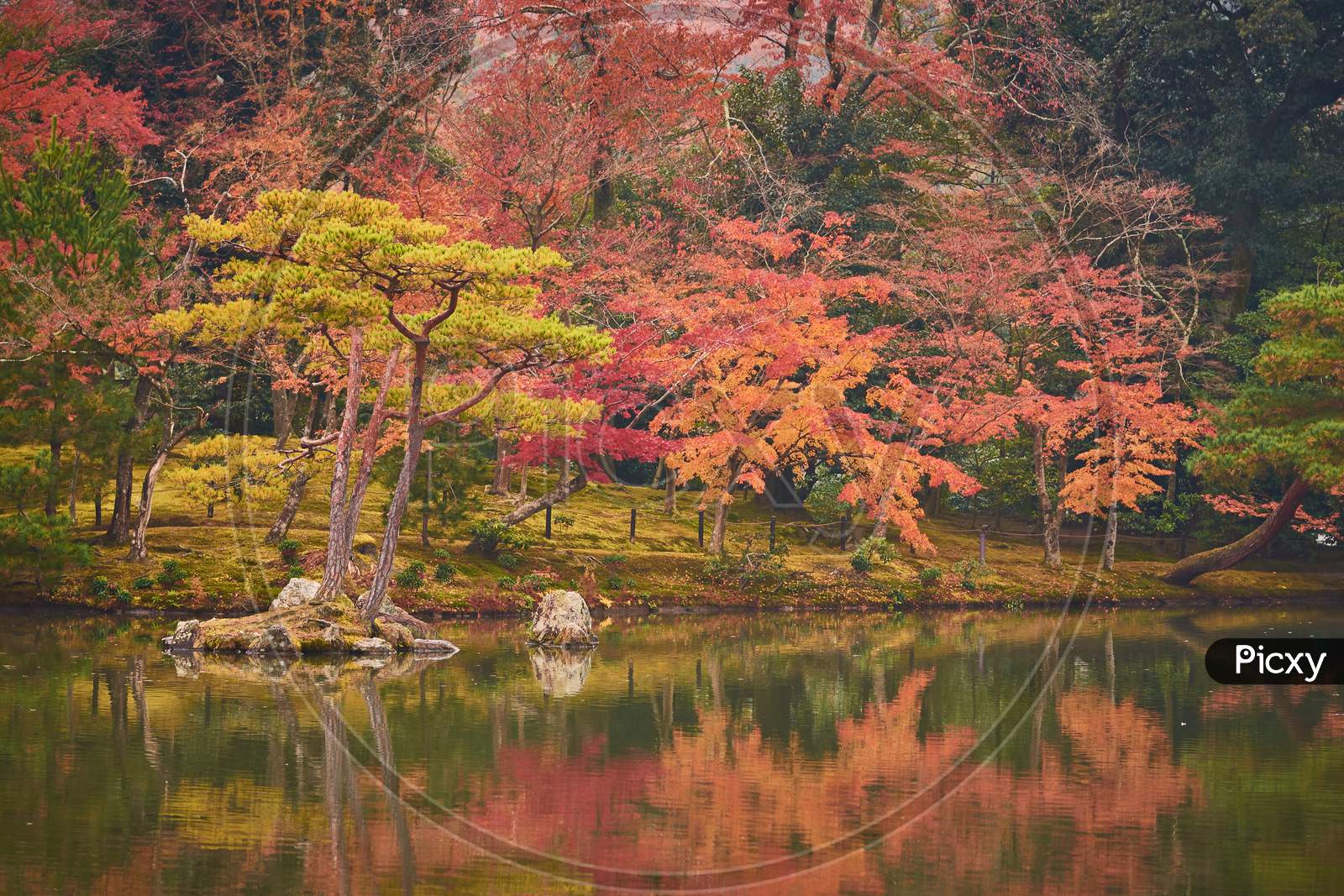 Autumn Foliage In Garden Surrounding Kinkakuji Golden Pavillion In Kyoto, Japan