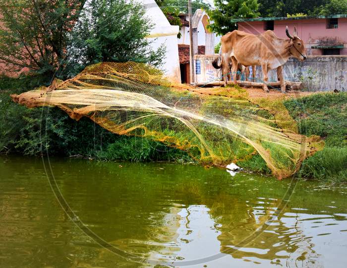 Cast net perfectly thrown into the pond