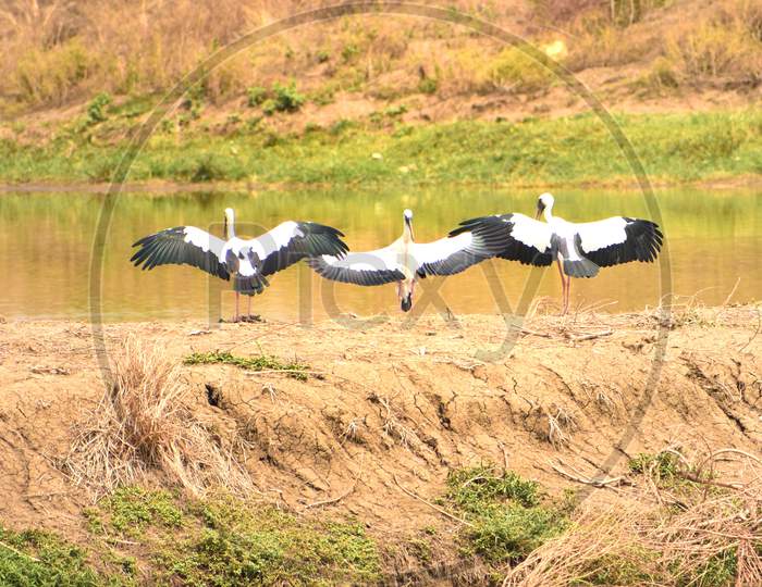 Siberian crane (Grus leucogeranus) spreading their wings