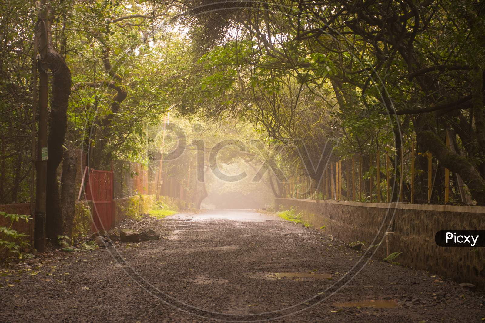 A Beautiful Foggy Road With Arched Trees In Rural India