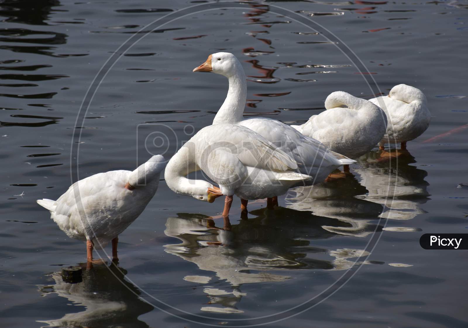 Group Of White Ducks In The Lake