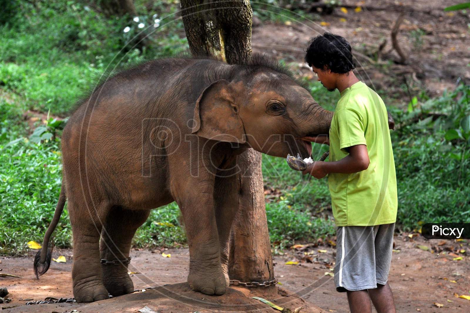 A zoo-keeper feeds an elephant calf at Assam State Zoo, on the eve of World Elephant Day in Guwahati, Tuesday, Aug 11, 2020.