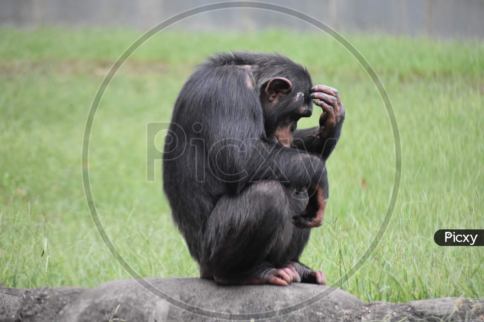 Big Giant Goriila Monkey With His Baby Monkey In The Zoo