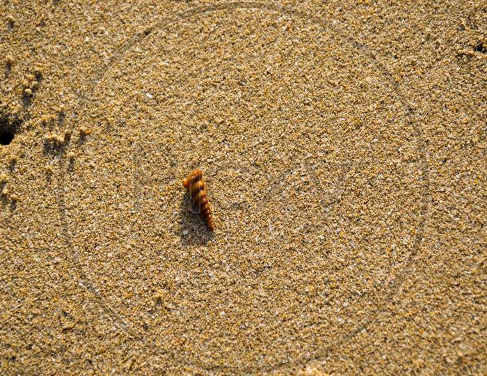 A Small Conical Shell In The Sand At Velneshwar Beach In India
