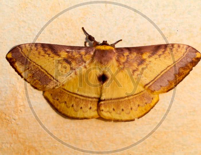 Brown Color Night Butterfly Or Moth Belonging To The Paraphyletic Group Of Insects,