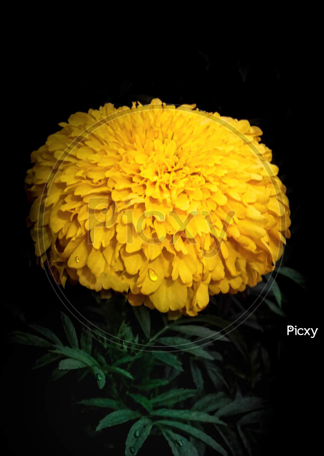 Yellow Marigold Flower With Black Background