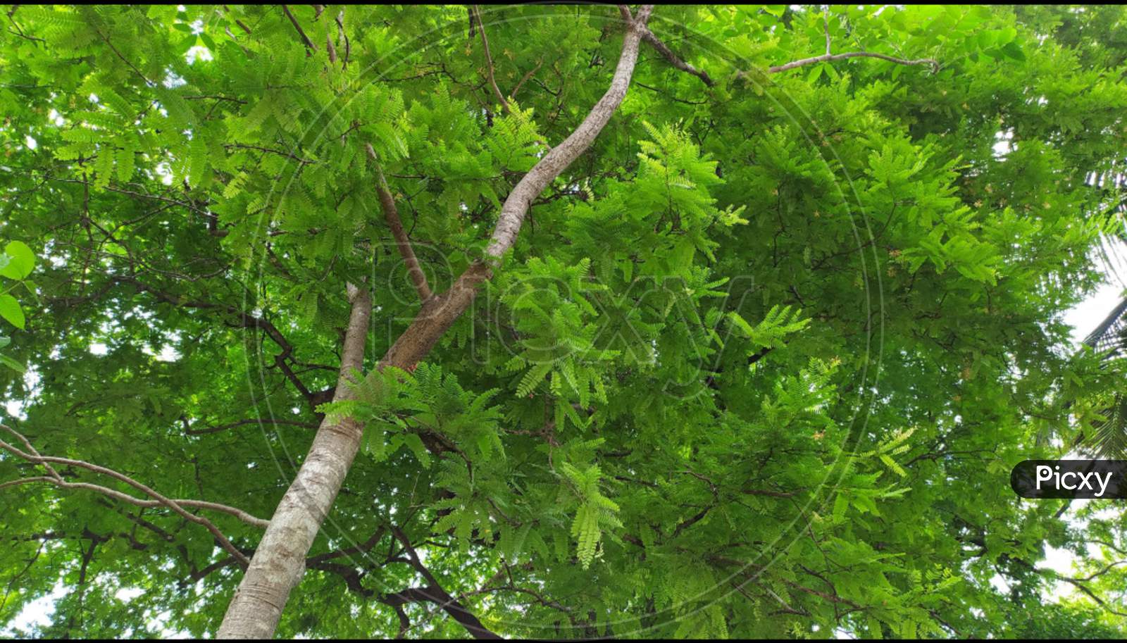 Beautiful tamarind tree Beautiful leaves