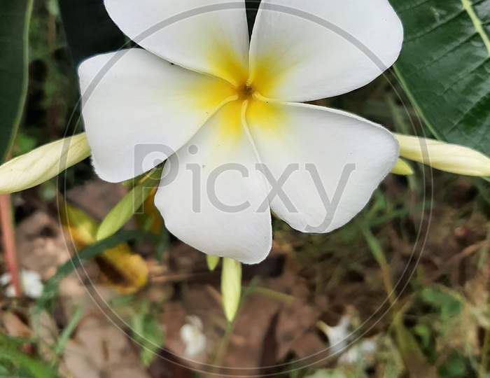 white flowers with yellow centers. A tropical singal whose flowers are used for Hawaiian leis