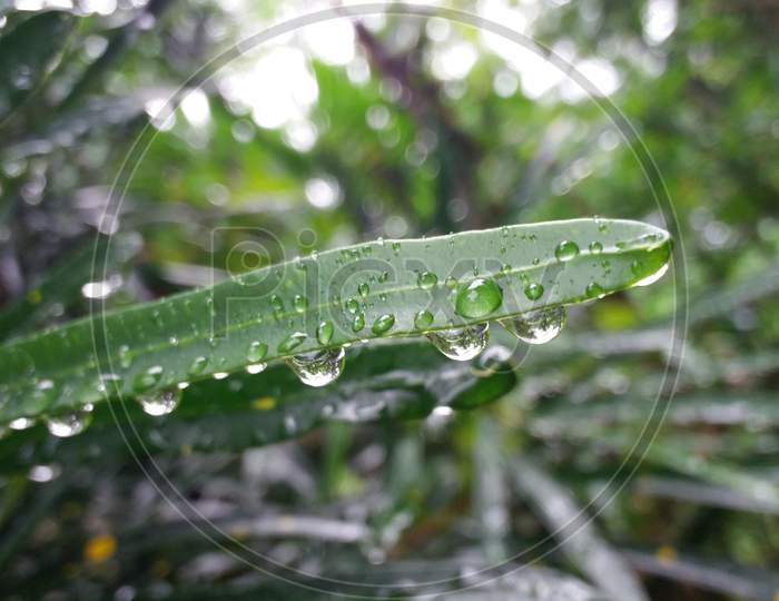 Leaf raindrops background photo