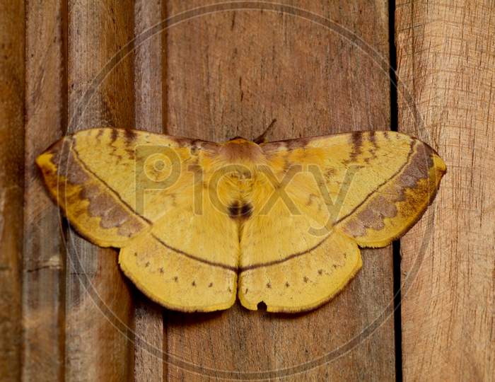 Brown Color Night Butterfly Or Moth Belonging To The Paraphyletic Group Of Insects,