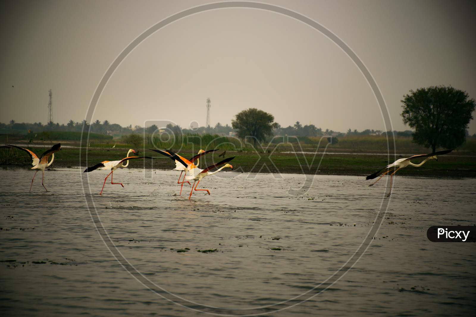 Flamingos Taking Off From Bhima River In Maharashtra State Of India