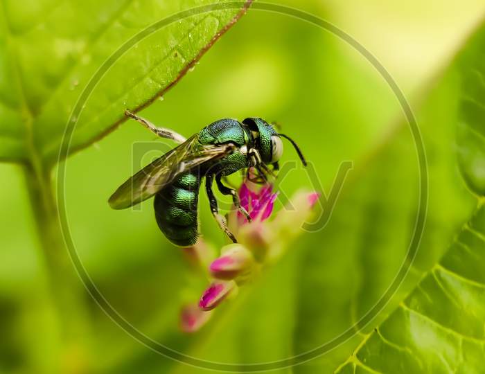 Macro photography of ceratina bee