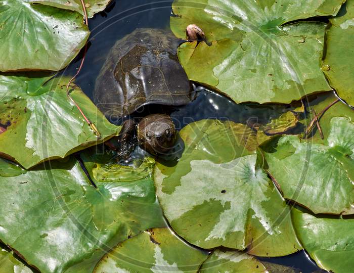 Turtle Swimming In A Pond Of Water With Lotus Leaves