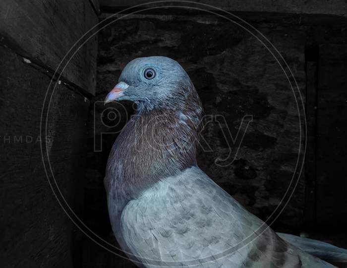 Pigeon clicked by mobile