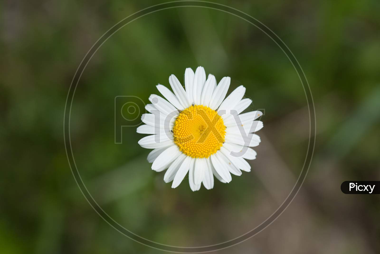 A Closeup Shot Of A Beautiful Daisy Under The Sunlight