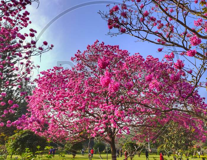 beautiful flower trees in Bangalore