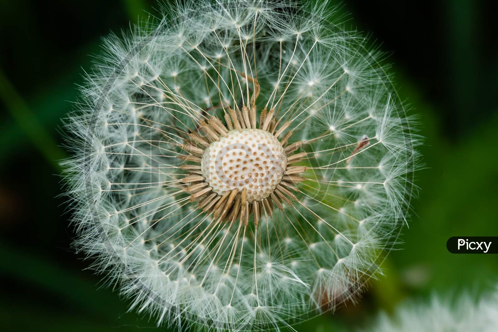 A Closeup Shot Of A Common Dandelion Under The Sunlight