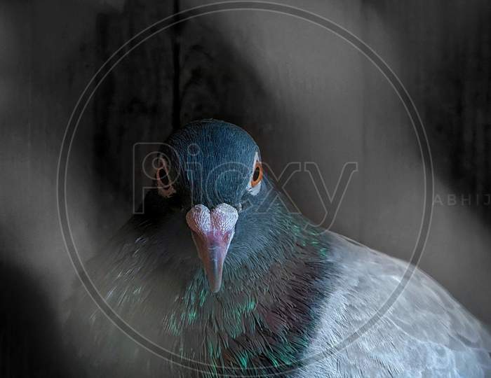 Eye pigeon