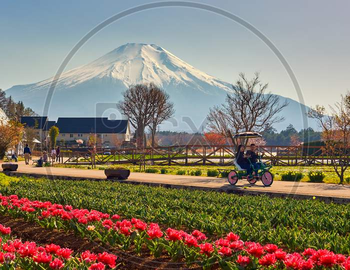 Yamanakako Hanano Miyako Koen Park With Iconic Mount Fuji In The Background