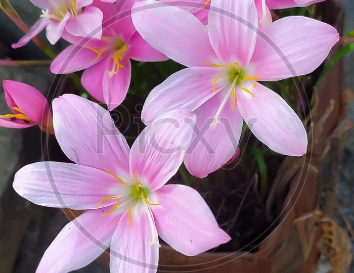 Pink rain lily flowers in old flower pot